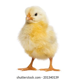 Chick 8 Days Old Isolated On Stock Photo 749402392 | Shutterstock