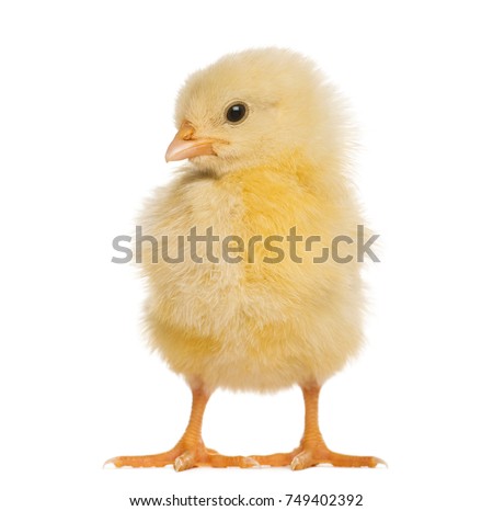 Chick 8 days old, isolated on white