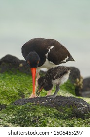 Chick American Oystercatcher, 12 Days Old, Fed By Its Parent. Galápagos National Park.