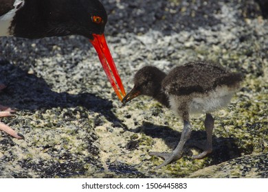 Chick American Oystercatcher, 16 Days Old, Fed By Its Parent. Galápagos National Park.