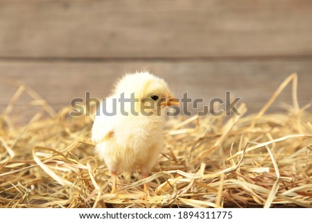 Chick in a basket on grey wooden background. Top view