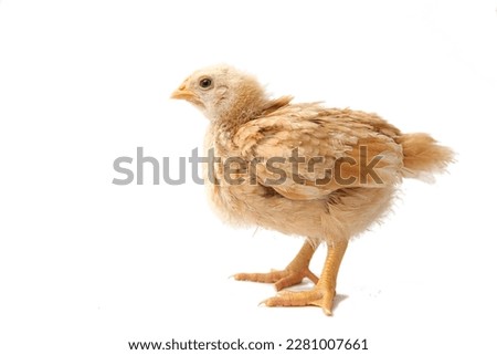 chick brown beige three weeks old, little hen, isolated chick, chick on white background