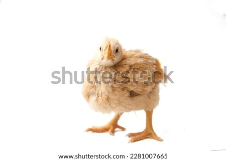 chick brown beige three weeks old, little hen, isolated chick, chick on white background