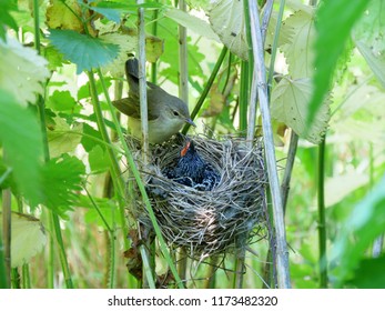 A Chick of Common Cuckoo (Cuculus canorus) in nest of Marsh Warbler (Acrocephalus palustris). Russia, the Ryazan region (Ryazanskaya oblast), the Pronsky District, Denisovo.