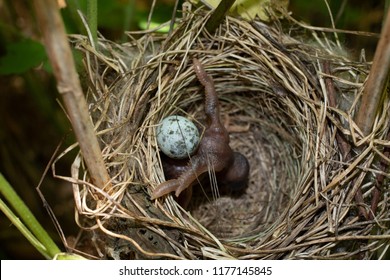 A Chick of Common Cuckoo (Cuculus canorus) in nest of Marsh Warbler (Acrocephalus palustris). Ryazan region (Ryazanskaya oblast), the Pronsky District, Denisovo.