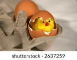 Chick in egg
