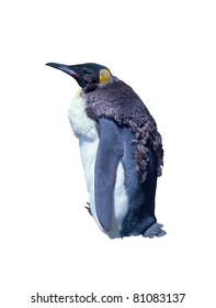 Chick Emperor Penguin Isolated Over White