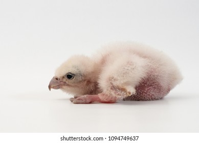 Chick Falco Peregrine Falco Peregrinus On Stock Photo 1094749637 ...