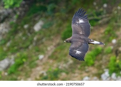 Chick Of Golden Eagle (Inuwashi) Is Flying To Search For Prey