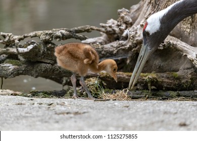 Chick of Grus japonensis,  Japanese red crane mother and youngster on a meadow 