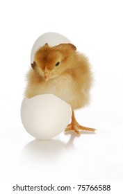 Chick Hatching - Cute Newborn Chick Coming Out Of The Egg On White Background