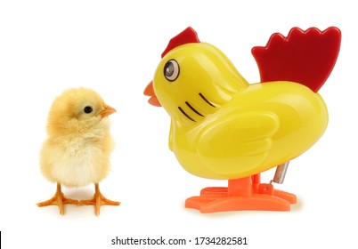 Chick An Hen One Real Other Artificial Funny Scene Surrogate Mom