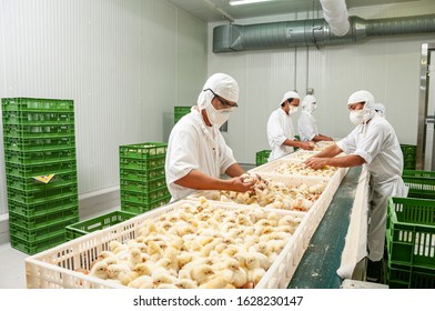 Chick Inspection In Poultry Farm