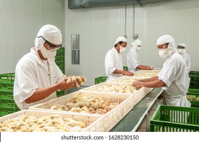 Chick Inspection In Poultry Farm