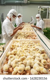 Chick Inspection In Poultry Farm