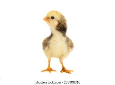 Chick Isolated On White Background.