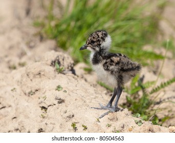 Chick of Lapwing