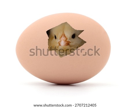 Chick looking out from a broken egg isolated on a clean white background. Creative hatchling concept in a studio shot.
