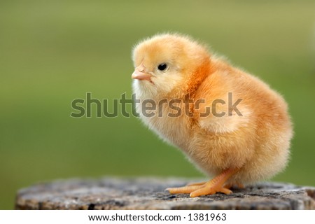 Similar – small chicken Life Easter