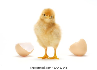 Chick On A White Background