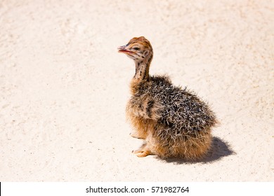 Chick Ostrich Sitting