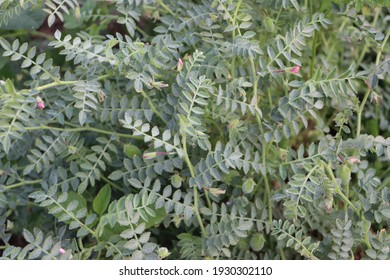 Chick Pea Farm, Bengal Gram Plants With Pods 