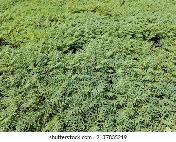 Chick Pea Plant Farm Land