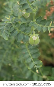 A Chick Pea Plant With Pods In The Garden