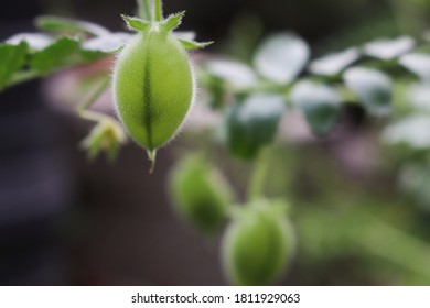 Chick Pea Pods Close Up