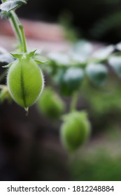 Chick Pea Pods Hanging Off Their Plant