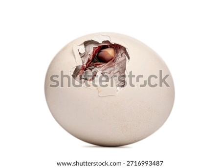 Chick preparing to hatch from egg, showing beginning of new life, isolated on white