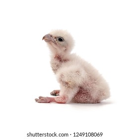 Chick Saker Falcon, Falco cherrug, isolated on white background. 2 days old