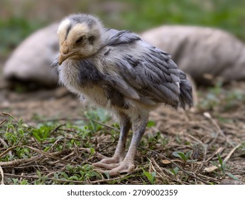 chick with a sick expression
