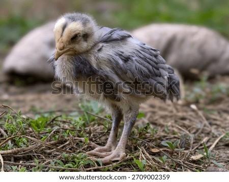 chick with a sick expression