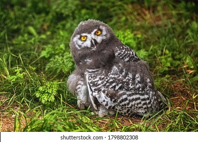 Chick Of Snowy Owl (Bubo Scandiacus)