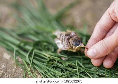 chick that has fallen out of the nest. A close-up of a small sparrow chick and part of a man's hand giving a worm to a small bird. Rescue, care and protection of birds. - Shutterstock ID 1998032078
