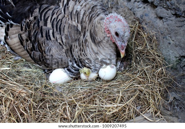 Chick Turkey. A newborn chicken is knocked\
out of an egg, brood of small chicks. Close up. Turkey hen and\
chick. First stage. New life. Leaving\
egg