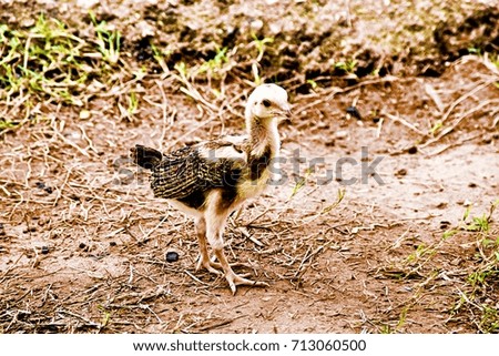 The chick was walking on the ground. This image was blurred or selective focus.