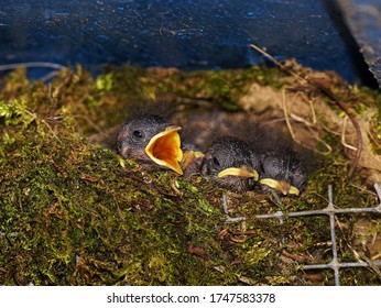 Chick Of The Wren In A Nest In May