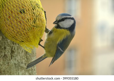 Chickade With Suet Ball