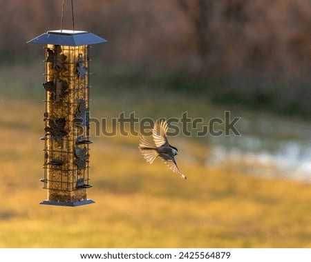 Chickadee at the bird feeder