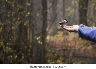 Chickadee Eating Bird Seed From A Human Hand In The Forest