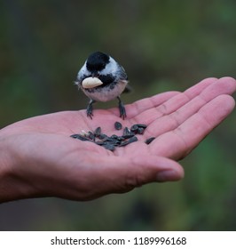 Chickadee in hand