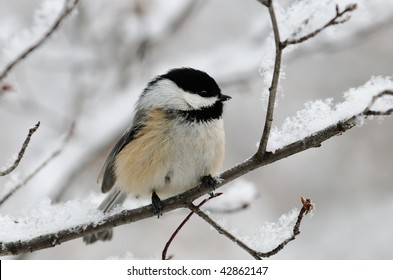 Chickadee On A Branch In Winter