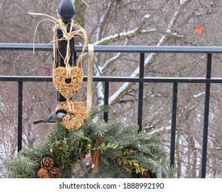 Chickadee On Hanging Heart Shaped Homemade Bird Seed Wreath. Green Christmas Below And Defocused Forest Background