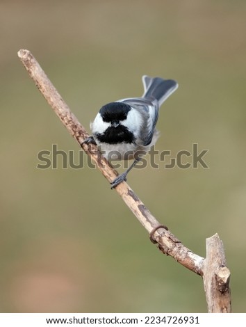 Similar – Vogel auf einem Zweig 1