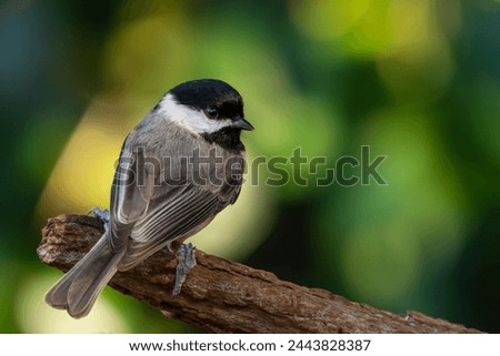 Chickadee perched on a tree
