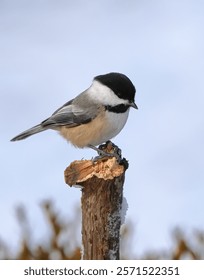 A chickadee perched in a tree