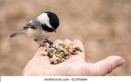 A Chickadee perches on a finger and selects seeds to eat from the palm of a hand. - Powered by Shutterstock