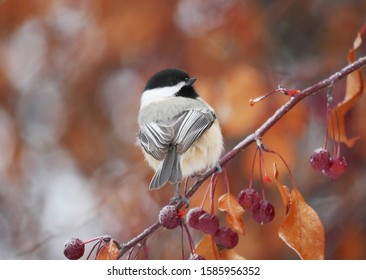 Chickadee In Saskatoon Saskatchewan Winter